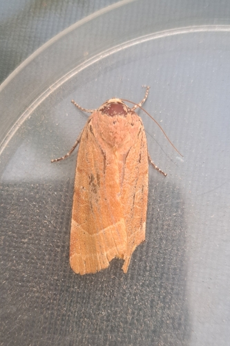Broad-bordered Yellow Underwing