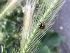 Coccinella septempunctata