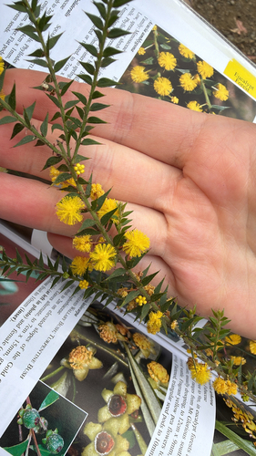 Acacia amblygona observed 2026-08-24