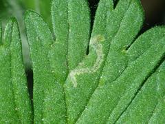Agromyza nigrescens