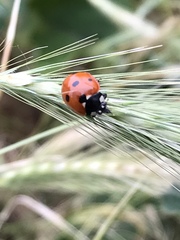 Coccinella septempunctata
