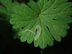 Agromyza nigrescens