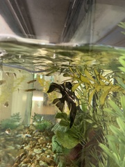 Pterophyllum scalare