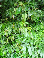Dioscoreaceae