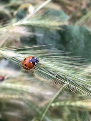 Coccinella septempunctata