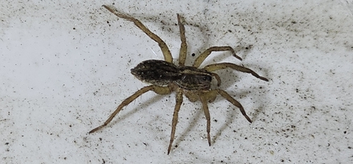Wetland Giant Wolf Spider