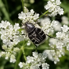 Trichiotinus texanus