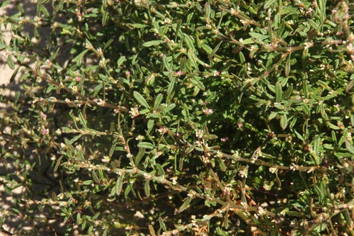 Polygonum plebeium observed 2026-09-14