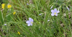Linum alpinum