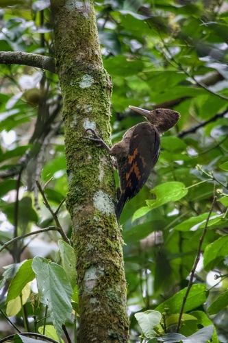 Orange-backed Woodpecker
