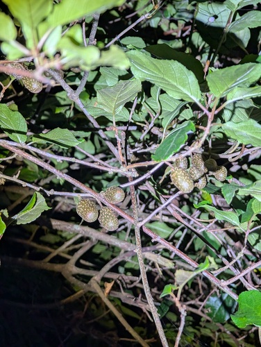 Actinidia callosa observed 2026-09-26