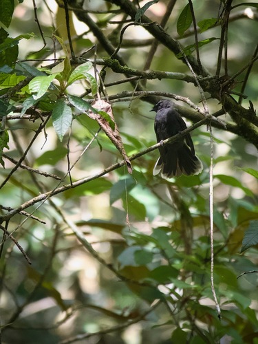White-throated Fantail