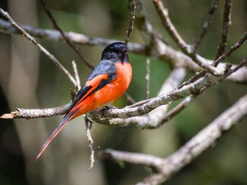 Gray-chinned Minivet