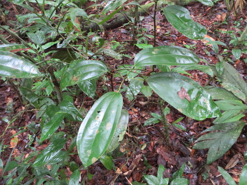 Image of Abuta grandifolia by (c) Jens-Christian Svenning, some rights reserved (CC BY)