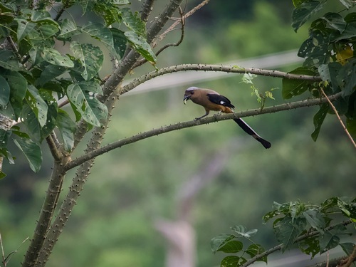 Bornean Treepie