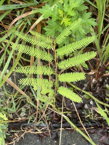 Chamaecrista nomame observed 2026-09-30
