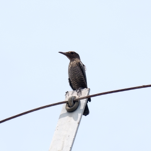 Blue Rock-Thrush