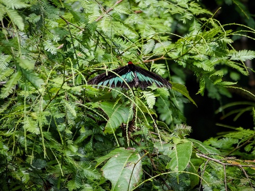 Rajah Brooke's Birdwing