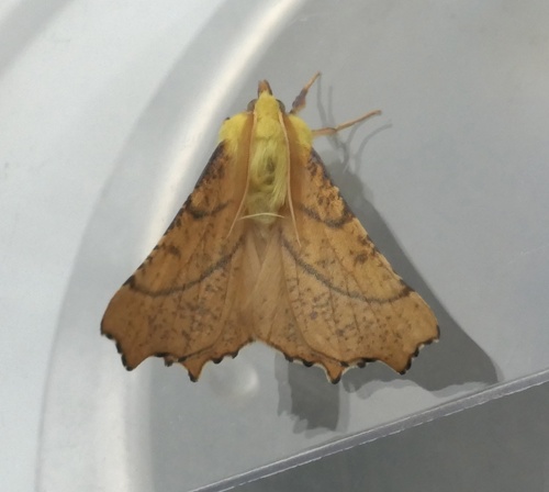 Canary-shouldered Thorn
