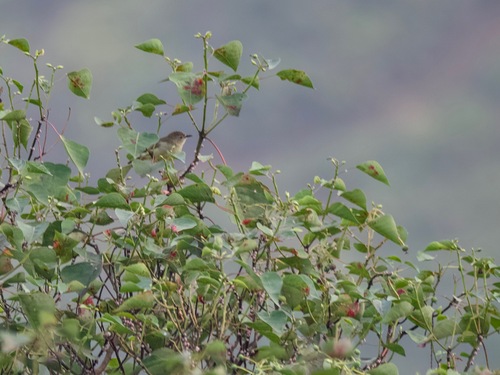 Pygmy Heleia