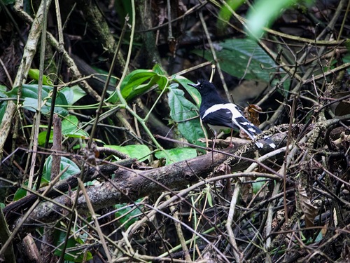 Bornean Forktail