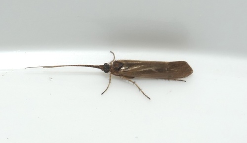 Limnephilus auricula
