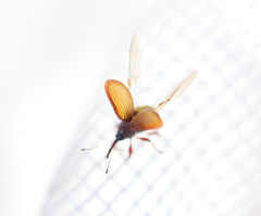 Anthonomus pinivorax