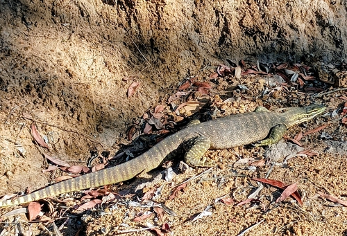 Yellow-spotted Monitor