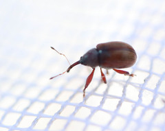 Anthonomus pinivorax