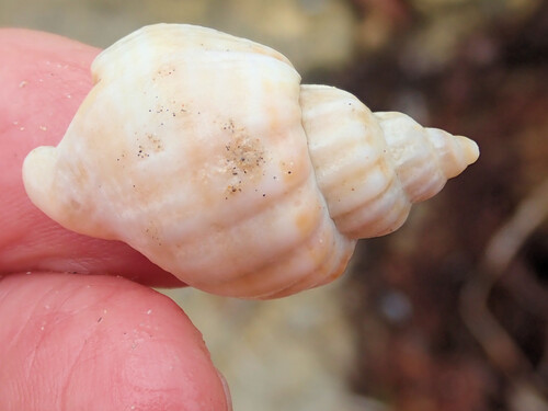 Sydaphera undulata
