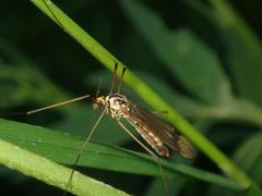 Nephrotoma appendiculata