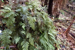 Hymenophyllum frankliniae