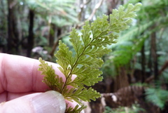 Hymenophyllum frankliniae