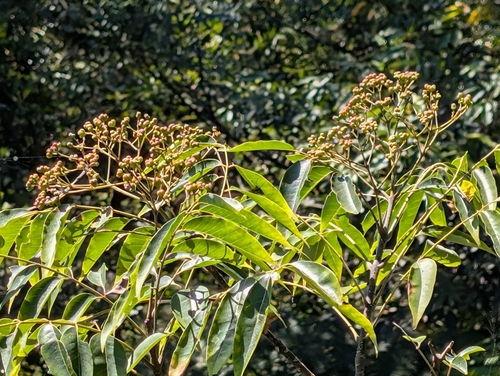 Tetradium glabrifolium observed 2026-09-30