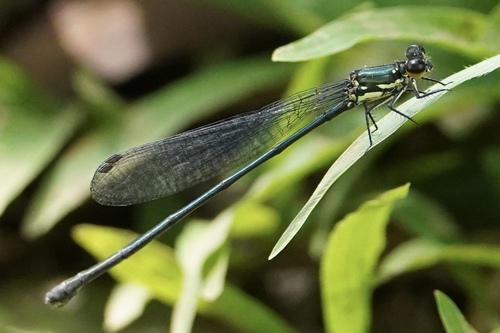Megalagrion koelense observed 2026-09-27
