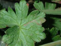 Agromyza nigrescens