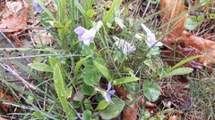 Viola reichenbachiana