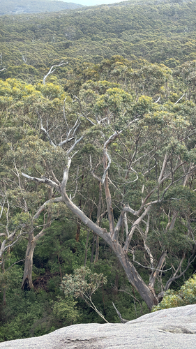 Eucalyptus diversicolor observed 2026-09-30