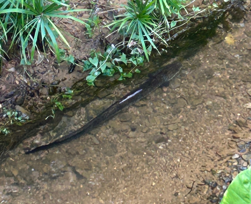 Anguilla marmorata observed 2026-09-30
