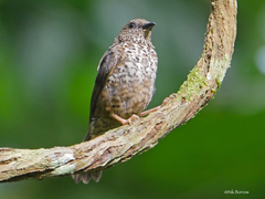 Red-Fronted Antpecker photo 2