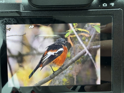 White-throated Redstart