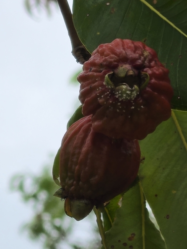 Syzygium suborbiculare observed 2026-09-30