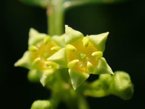 Colubrina asiatica observed 2026-09-30