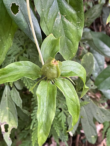 Paris polyphylla observed 2026-09-30