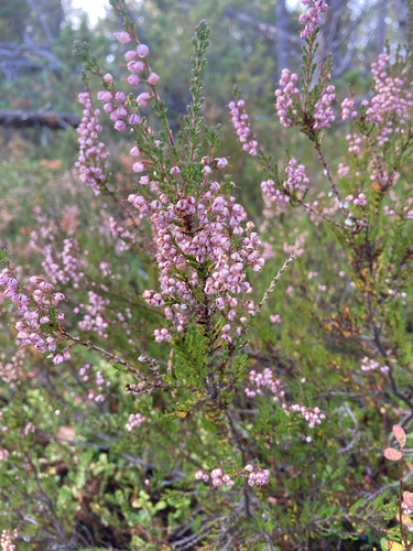 common heather