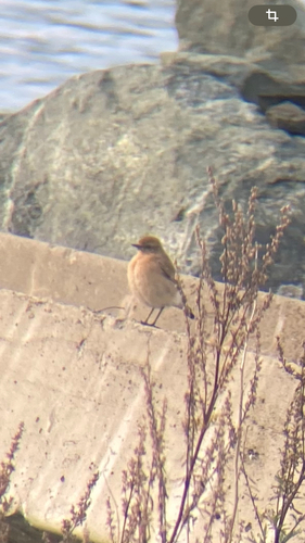 Northern Wheatear