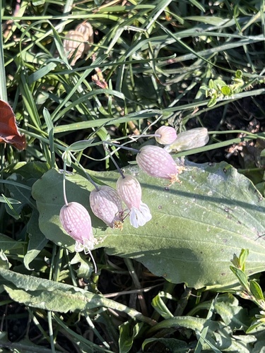 bladder campion