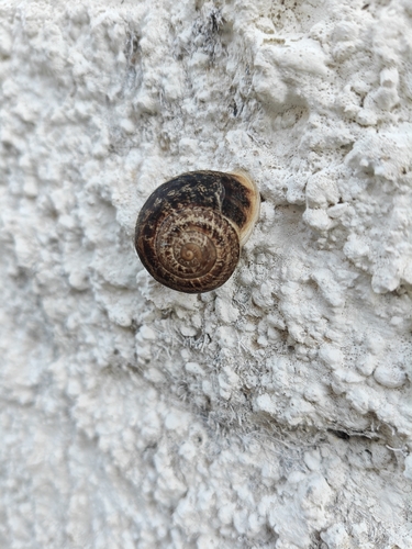 Chocolate-band Snail