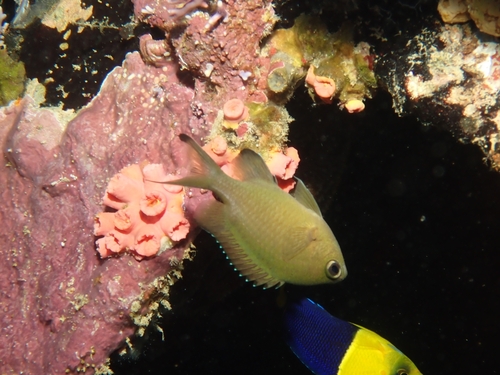 Chromis lepidolepis observed 2026-09-30
