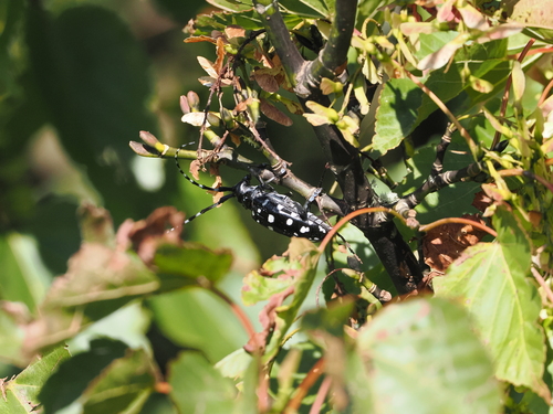Anoplophora malasiaca, 2026-09-28